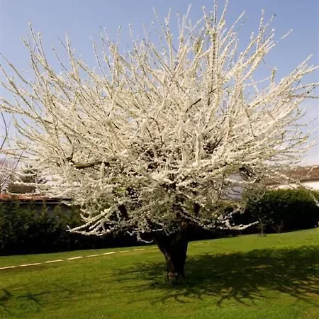 Bed & Breakfast Daniel 3*