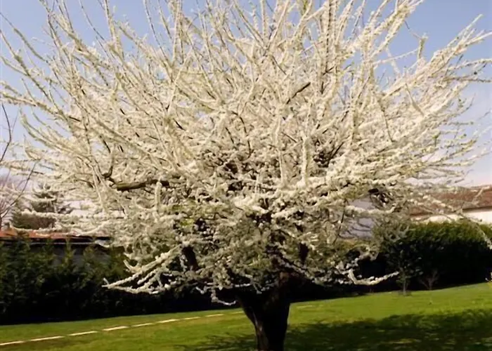 住宿加早餐酒店 丹尼尔b&b酒店 3*